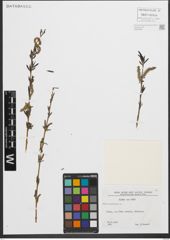 Foto von Salix purpurea L.